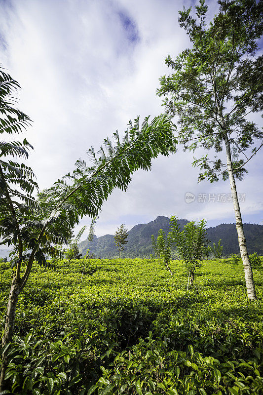 Kandy和Nuwara Eliya之间的山上的茶园